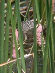 Ixobrychus sinensis