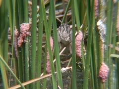 Ixobrychus sinensis