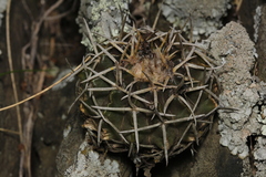 Parodia erinaceus