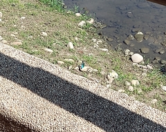 Alcedo atthis bengalensis