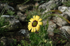 Osteospermum calcicola