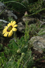 Osteospermum calcicola