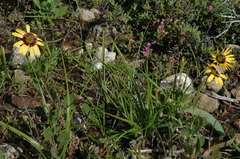 Osteospermum calcicola