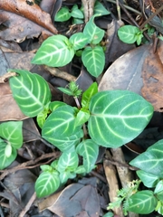 Lepidagathis inaequalis