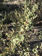 Abutilon abutiloides