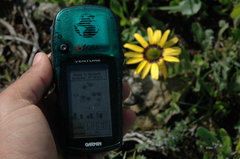 Osteospermum calcicola