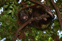 Coendou speratus