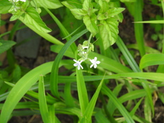 Plumbago zeylanica