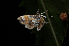Musotima suffusalis