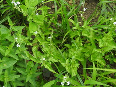 Plumbago zeylanica