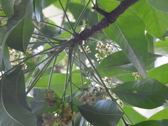 Swietenia macrophylla