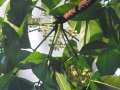 Swietenia macrophylla