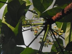 Swietenia macrophylla