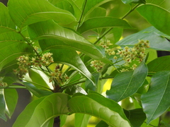 Swietenia macrophylla