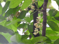 Swietenia macrophylla