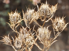 Atractylis cancellata