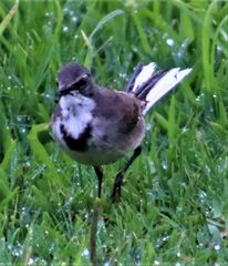 Motacilla capensis capensis