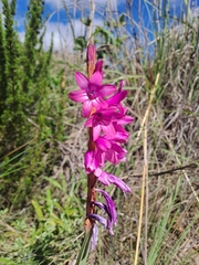 Watsonia