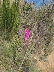 Watsonia