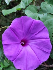 Ipomoea pedicellaris
