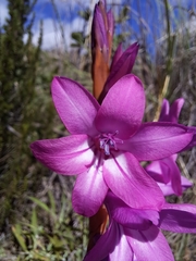 Watsonia