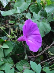 Ipomoea pedicellaris