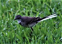 Motacilla capensis capensis