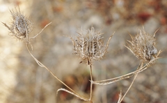 Atractylis cancellata