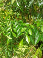 Ligustrum lucidum
