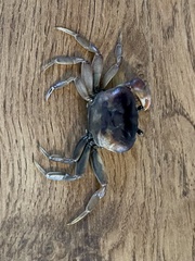 Gecarcinus lateralis
