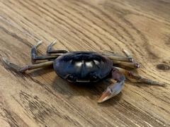 Gecarcinus lateralis