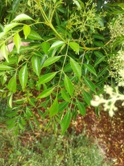 Ligustrum lucidum