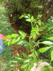 Ligustrum lucidum