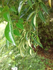 Ligustrum lucidum