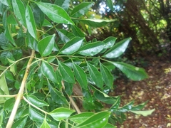 Ligustrum lucidum