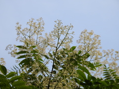 Allospondias lakonensis