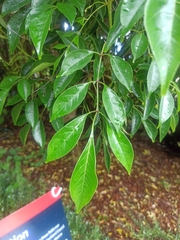 Ligustrum lucidum