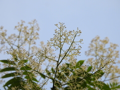 Allospondias lakonensis