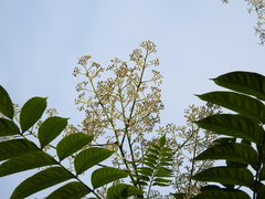 Allospondias lakonensis