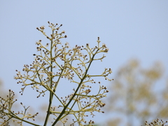 Allospondias lakonensis