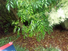 Ligustrum lucidum