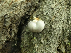 Lycogala flavofuscum