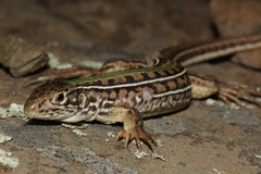 Teius oculatus