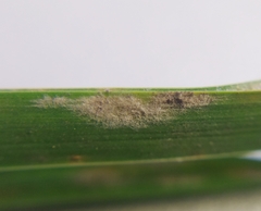 Blumeria graminis