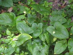 Typhonium roxburghii