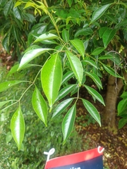 Ligustrum lucidum