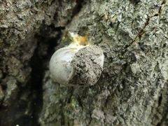 Lycogala flavofuscum