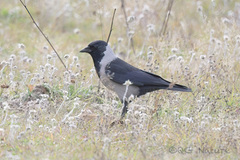 Corvus dauuricus