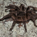 Argentine Fossor Tarantula - Photo (c) a_f_r, some rights reserved (CC BY-NC), uploaded by a_f_r