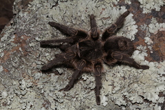 Grammostola vachoni
